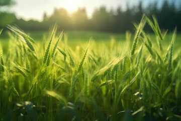 green wheat field