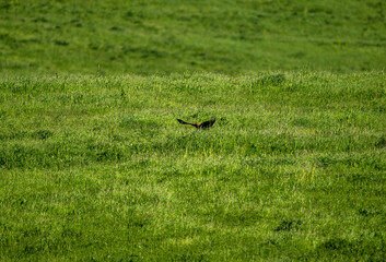 bird of prey - brown buzzard flies over the clearing and hunts