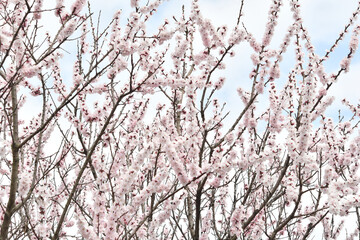 ピンク色の花