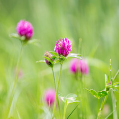 A close up of red clover flowers in springtime, with a shallow depth of field