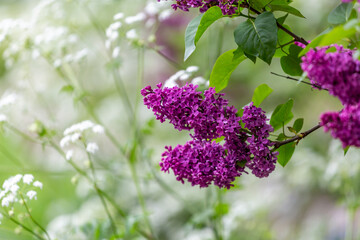 A close up of lilac flowers in bloom, with a shallow depth of field