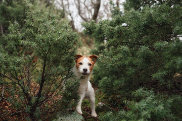 little dog in the forest . Jack Russell Terrier in a foggy wood. pet on a walk