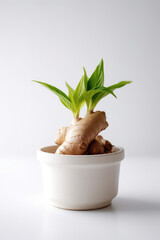 Ginger Root Growing In White Pot On White Background. Generative AI