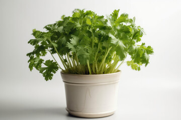 Celery Growing In White Pot On White Background. Generative AI