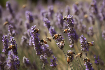 Field Of Blooming Lavender Attracting Swarm Of Honeybees. Generative AI