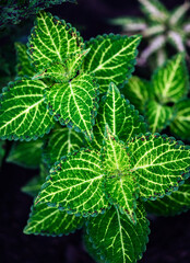 Colorful coleus leaves in the garden.