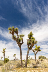 Joshua Tree National Park