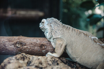 a iguana on a tree with green leaves background