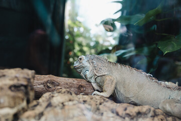 an iguana on a tree with green leaves background