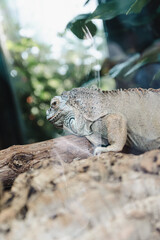 a iguana on a tree with green leaves background