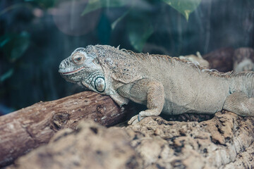 Obraz premium a iguana on a tree with green leaves background