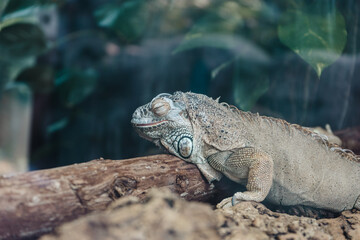 iguana on a tree, lizard, eyes closed