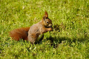Red squirrel or Eurasian red squirrel asks for food  (Sciurus vulgaris) Sciuridae family. Hanover, Germany