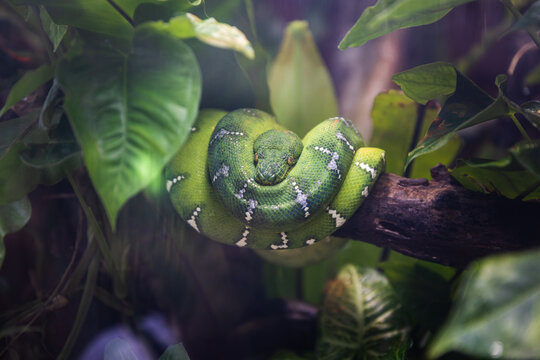 green snake in a tree, lving in the jungle