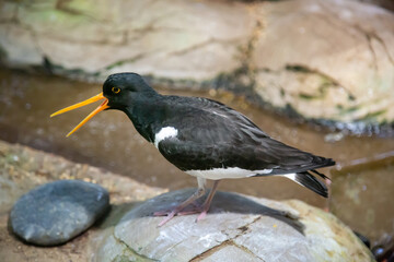 The Sandpiper bird is a black-and-white magpie with an open beak against the background of water and rocks. Birds, ornithology, ecology.