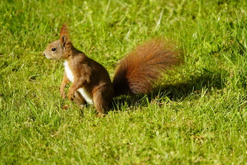Red squirrel or Eurasian red squirrel asks for food  (Sciurus vulgaris) Sciuridae family. Hanover, Germany