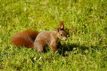 Red squirrel or Eurasian red squirrel asks for food  (Sciurus vulgaris) Sciuridae family. Hanover, Germany