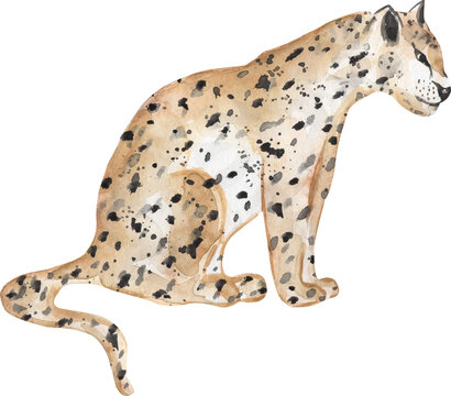 Hand painted watercolor exotic wild cat Leopard clipart, Illustration of a realistic animal, perfect for print, cards, posters and parties.