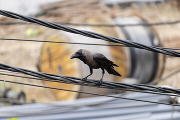 Indian common crow