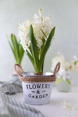 Vase with white hyacinth on a light background