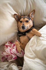 A small beautiful dog cuddles in bed in the morning. Tulips are nearby