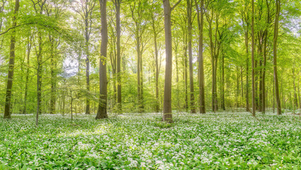 Fototapeta na wymiar Wild Garlic flowers in a beech tree forest, Denmark.