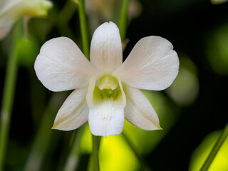 Dendrobium Memoria Princess Diana  in Singapore Botanic Gardens