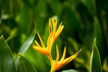 Heliconia flowers with green leaves background in garden