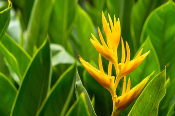 Heliconia flowers with green leaves background in garden