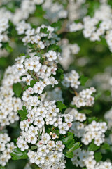 Blühender Weißdorn, Crataegus, im Frühling