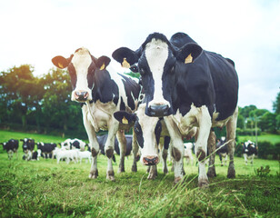 Sustainable, herd and cows on an agriculture farm walking and eating grass on an agro field. Ranch,...