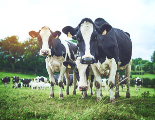 Sustainable, herd and cows on an agriculture farm walking and eating grass on an agro field. Ranch, livestock and group of cattle animals in dairy, eco friendly and farming environment in countryside