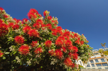 Beautiful red blooms blooming in Madeira island