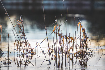 Fototapeta premium Celle, 15.06.2023