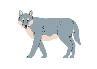 Grey wolf, wild forest canine animal. Carnivore, wood beast. Canis lupus, carnivorous mammal standing looking. Flat vector illustration isolated on white background