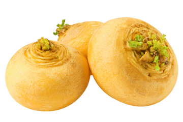 yellow turnip, isolated on white background, full depth of field