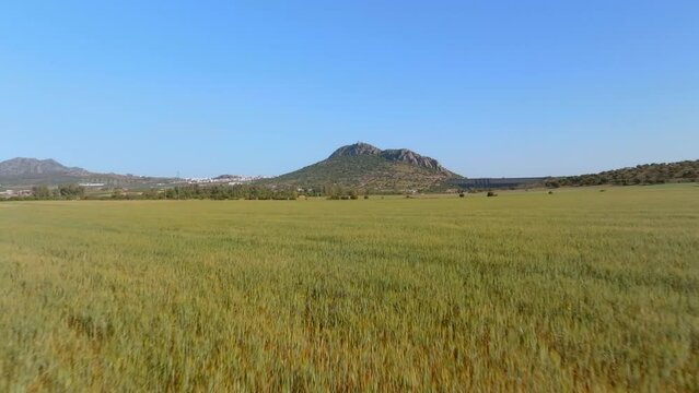 Flying over fields of golden wheat crop towards a mountain in the distance.