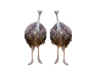 Keuken foto achterwand two ostrich isolated on white background © fotomaster