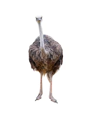 Keuken foto achterwand ostrich isolated on white background © fotomaster