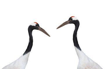 two red crowned crane isolated on white background