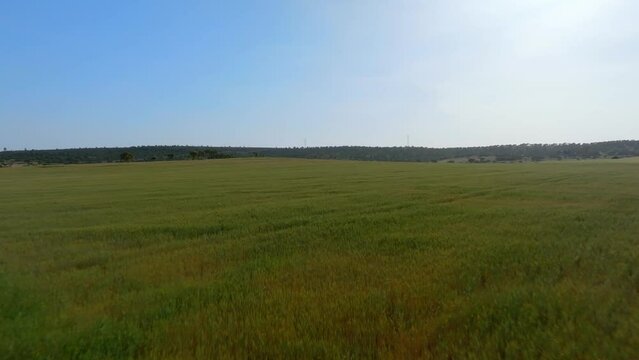 Flying over  fileds of lush green wheat crop that are ready for harvest