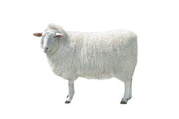 Big beautiful sheep isolated on white background