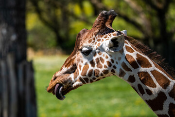 Giraffe with tongue out