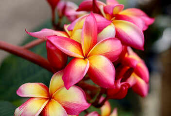 Fototapeta premium Beautiful Frangipani Flower - pink and yellow colorful close up frangipani flower