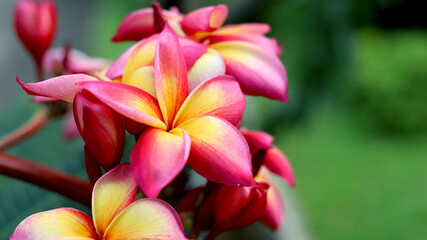 Fototapeta na wymiar Beautiful Frangipani Flower - pink and yellow colorful close up frangipani flower