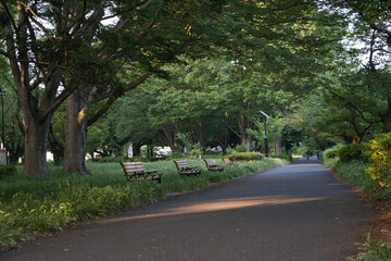 Bench in the park on a quiet summer evening