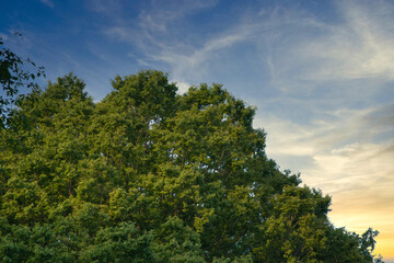 trees swaying in the wind