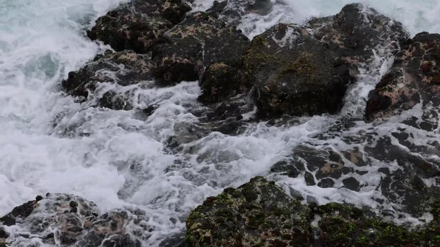 Footage of Ocean Waves Crashing Against Rocky Shoreline with Mussels and Gooseneck Barnacles