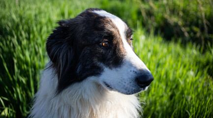 white dog portrait in green grass