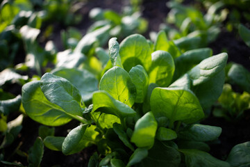 organic green spinach growing in the garden